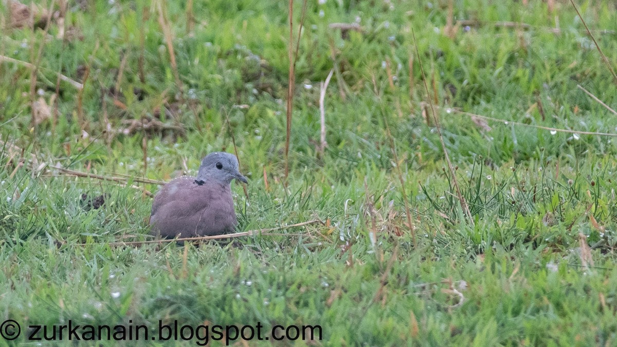 Red Collared-Dove - ML386296981