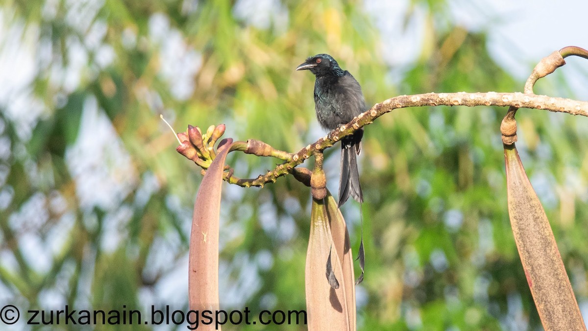 Greater Racket-tailed Drongo - ML386297671