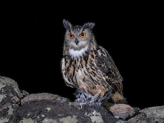  - Eurasian Eagle-Owl