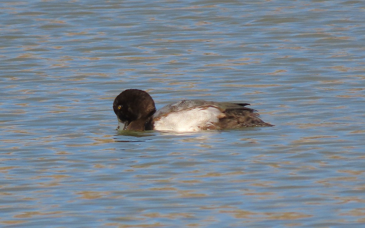 Greater Scaup - ML386298811