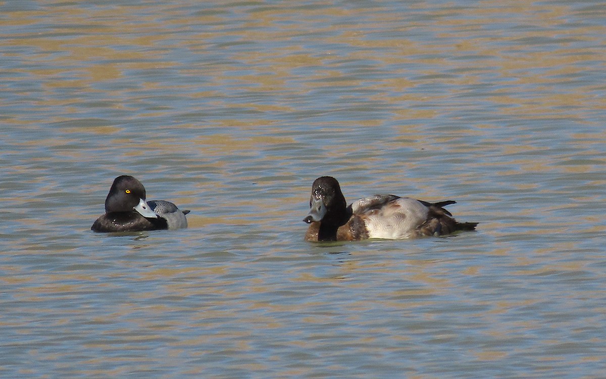 Greater Scaup - ML386298841