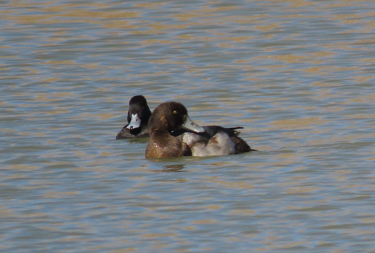 Greater Scaup - ML386298901
