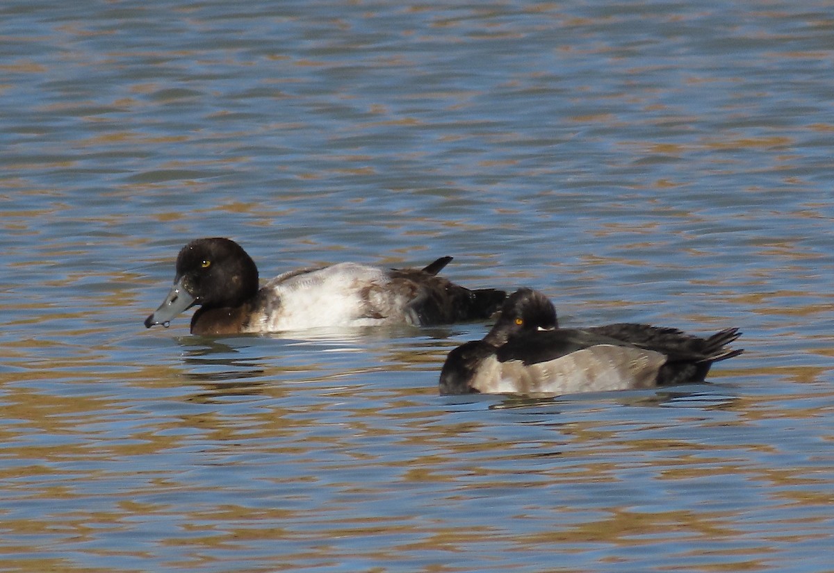 Greater Scaup - ML386298931