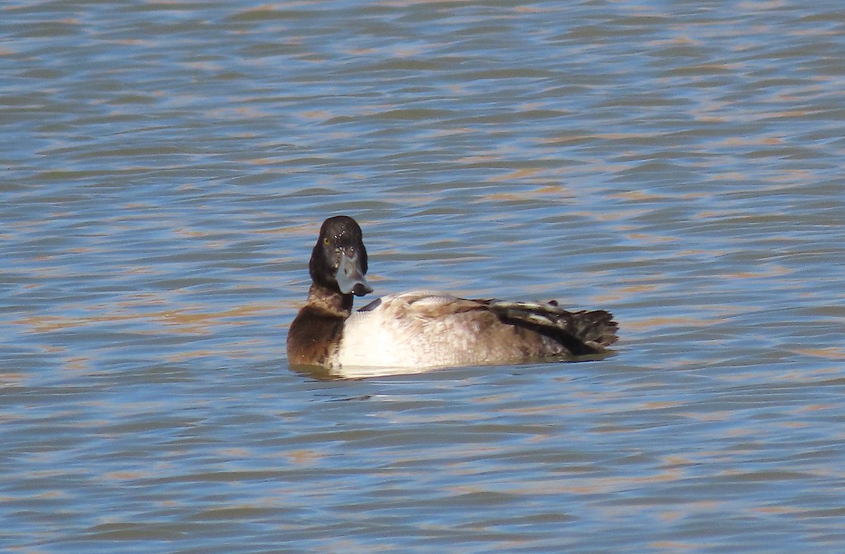 Greater Scaup - ML386298961