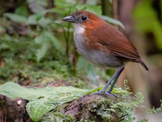  - White-bellied Antpitta