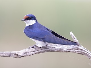 - White-throated Swallow