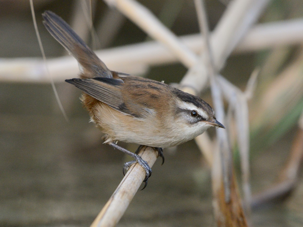 Moustached Warbler - Acrocephalus melanopogon - Birds of the World