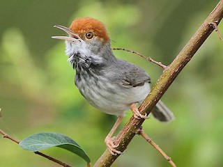 Cambodian Tailorbird - eBird