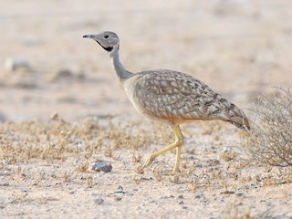  - Karoo Bustard