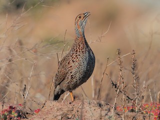  - Gray-winged Francolin