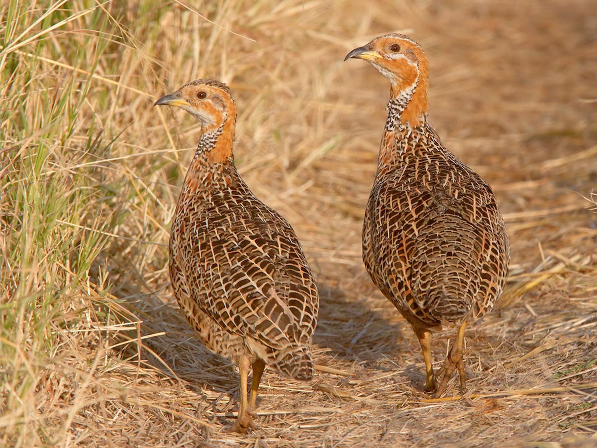 Red-winged Francolin - Scleroptila levaillantii - Birds of the World