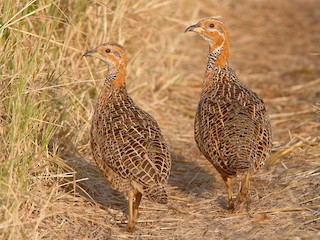  - Red-winged Francolin