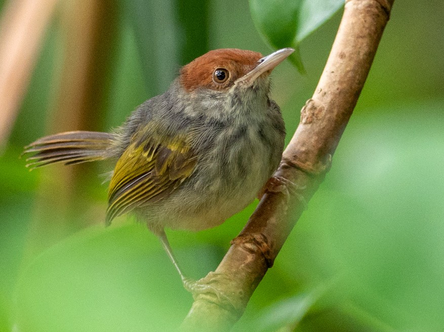 Gray-backed Tailorbird - Forest Jarvis