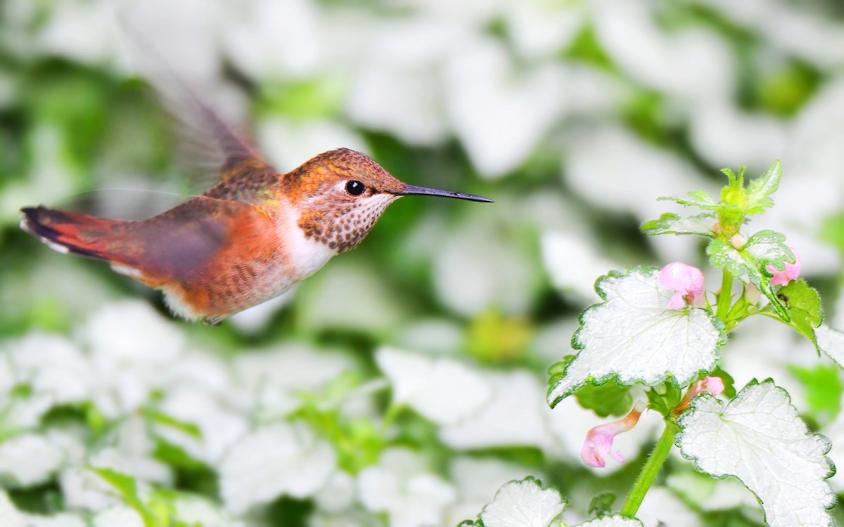 Rufous Hummingbird - Asher  Warkentin