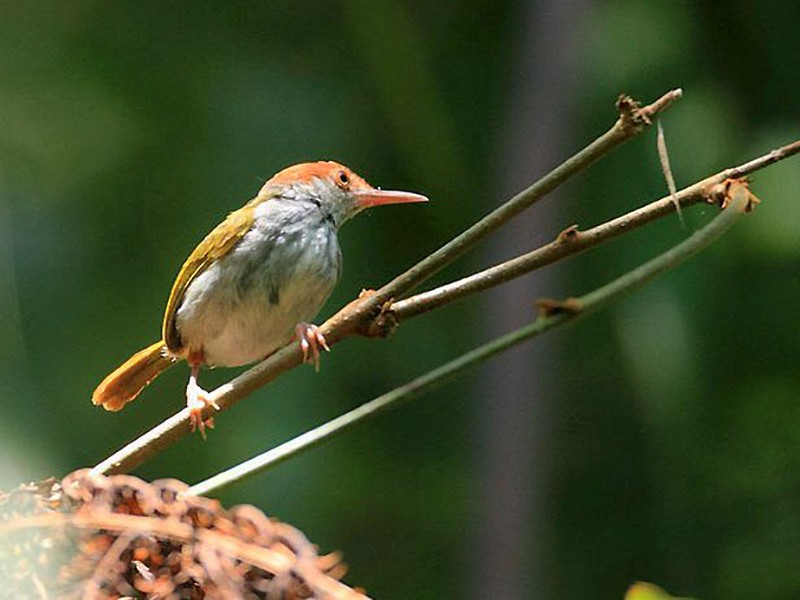 Green-backed Tailorbird - Nobuo Matsumura