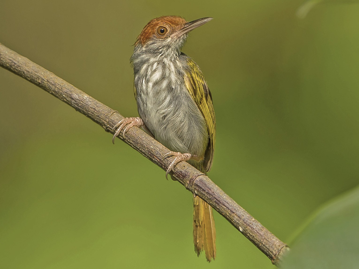 Green-backed Tailorbird - Ramon Quisumbing