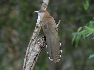  - Great Lizard-Cuckoo (Cuban)