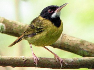  - Yellow-breasted Tailorbird