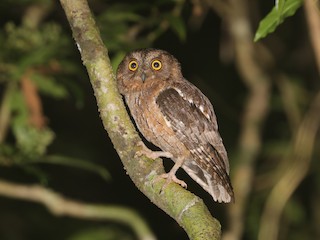  - Madagascar Scops-Owl