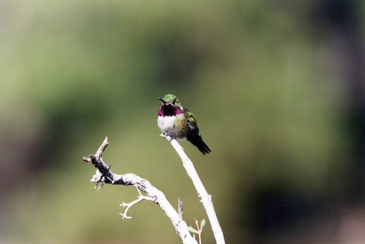 Broad-tailed Hummingbird - ML386313461