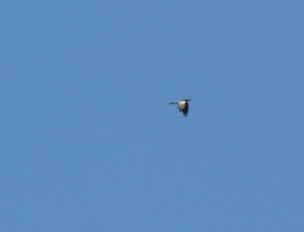 holub hřivnáč - ML386315511