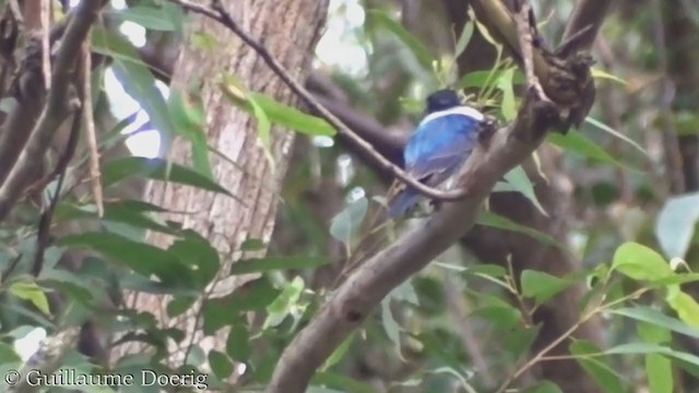 Forest Kingfisher - ML386322211