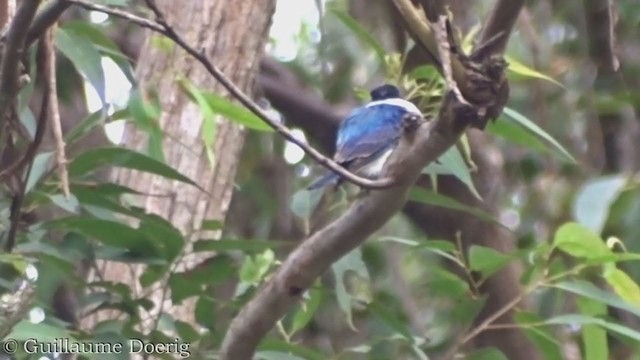 Forest Kingfisher - ML386322311