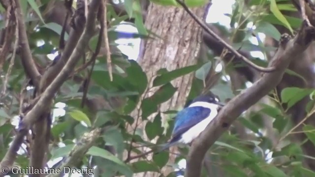 Forest Kingfisher - ML386325531