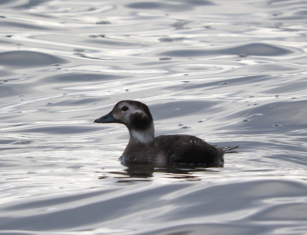 Long-tailed Duck - Tim Oksiuta