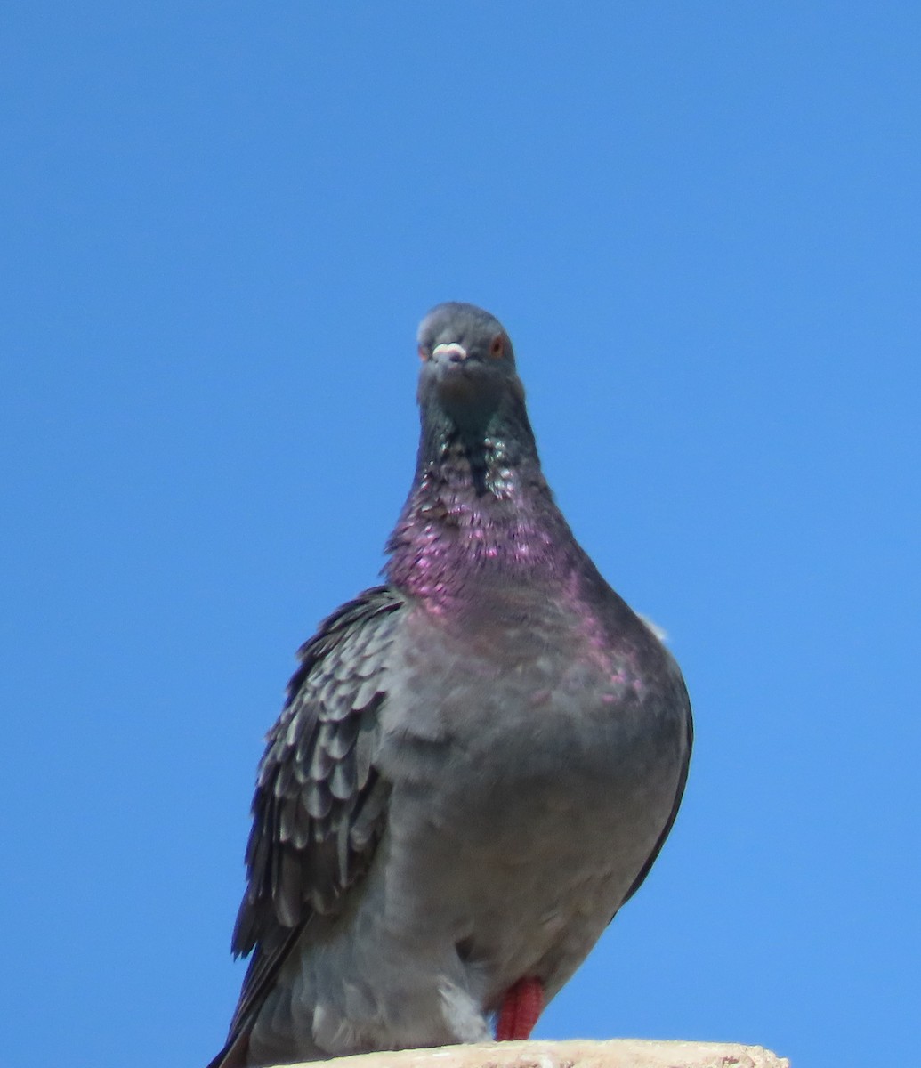 Rock Pigeon (Feral Pigeon) - ML386329091