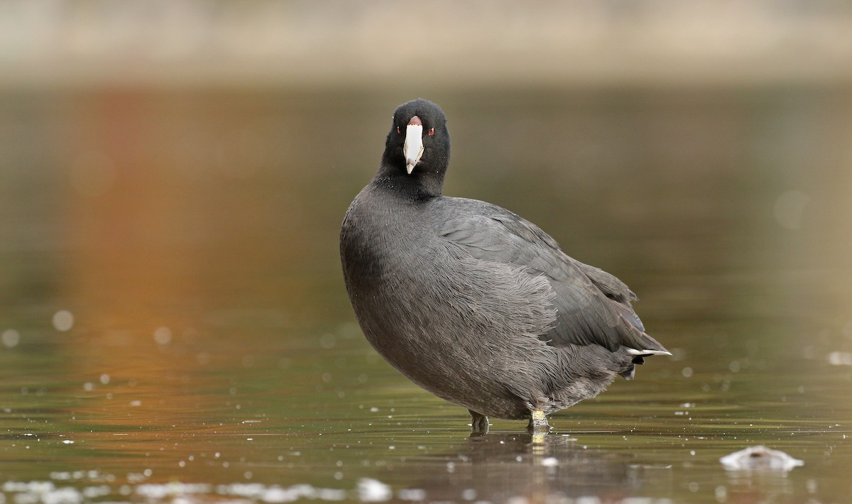American Coot (Red-shielded) - ML38632991