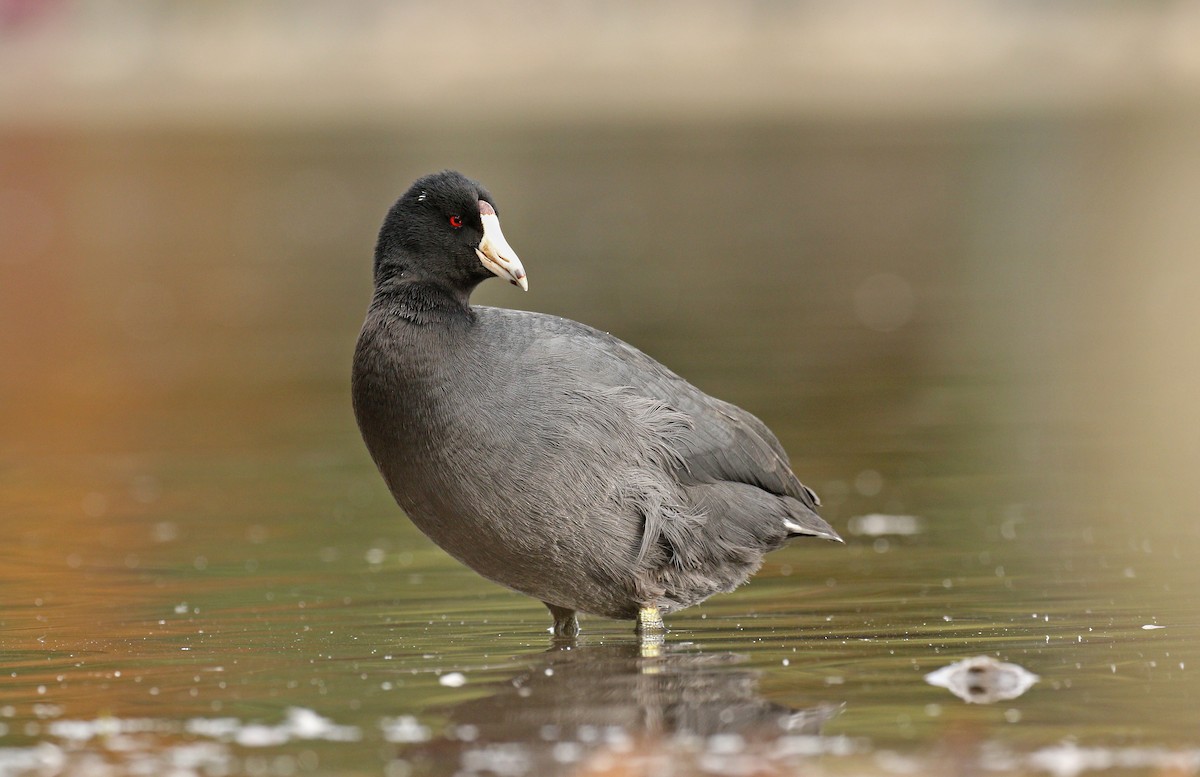 American Coot (Red-shielded) - ML38633011