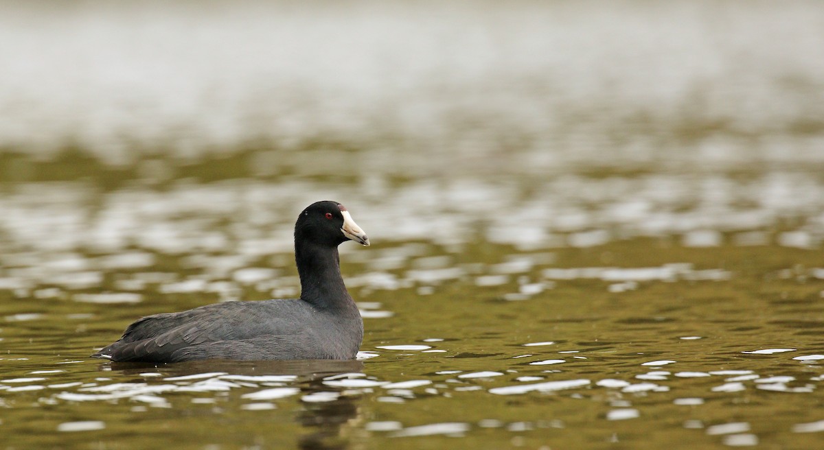 American Coot (Red-shielded) - ML38633031
