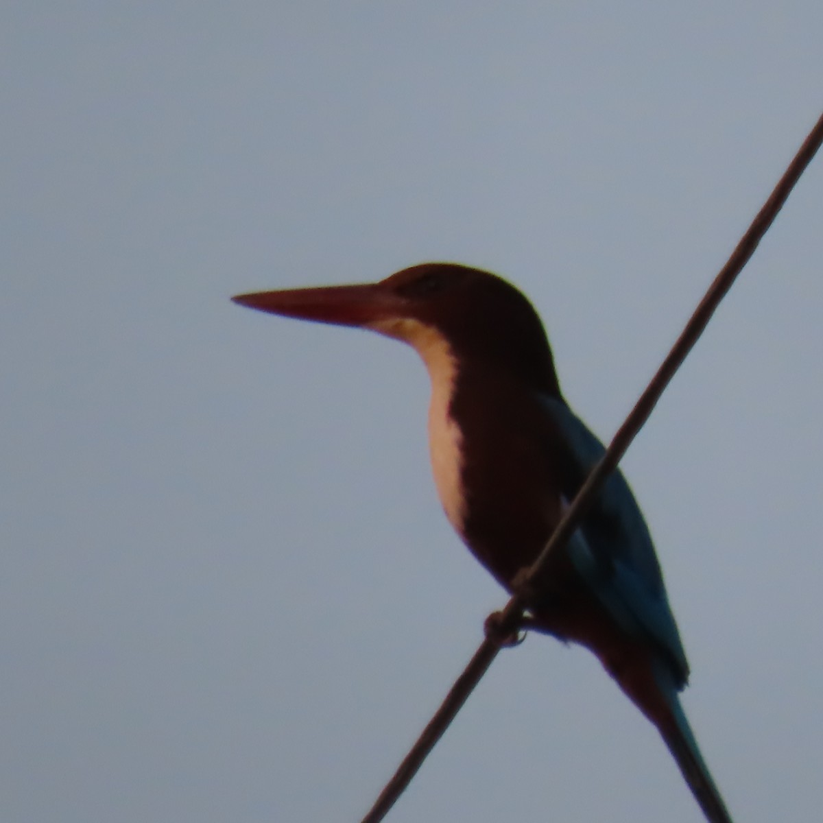 White-throated Kingfisher - Narender cv