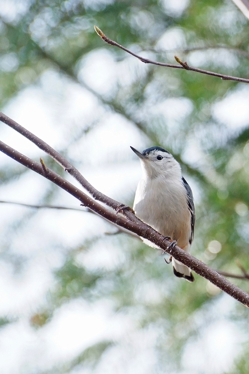 White-breasted Nuthatch - ML38633131