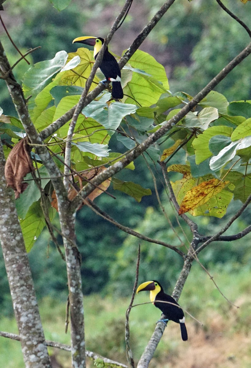 Yellow-throated Toucan (Chestnut-mandibled) - Michael Smith