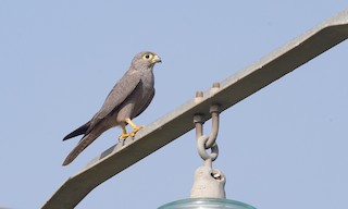  - Gray Kestrel