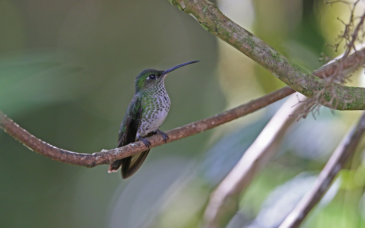 Many-spotted Hummingbird - ML386343561