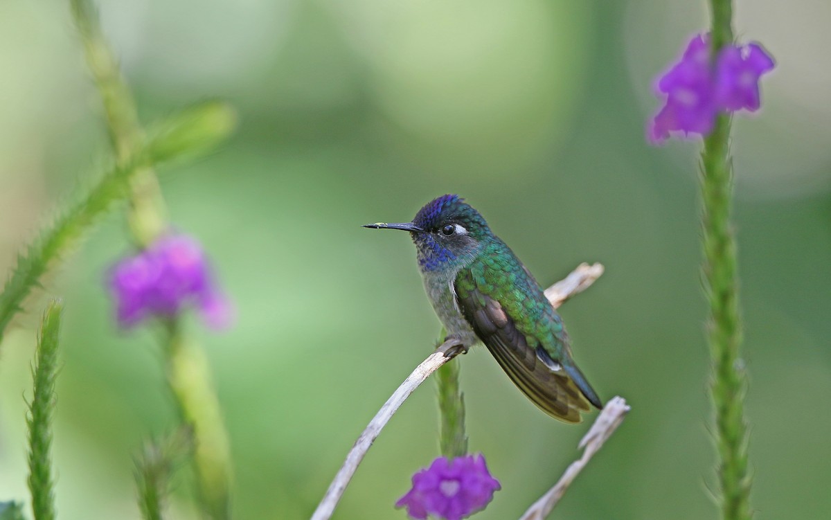 Violet-headed Hummingbird - ML386343821