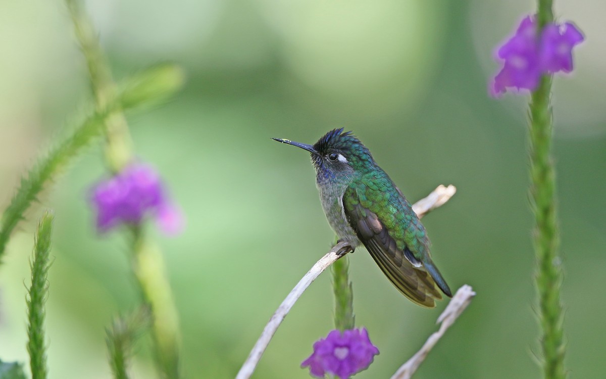 Violet-headed Hummingbird - ML386343931