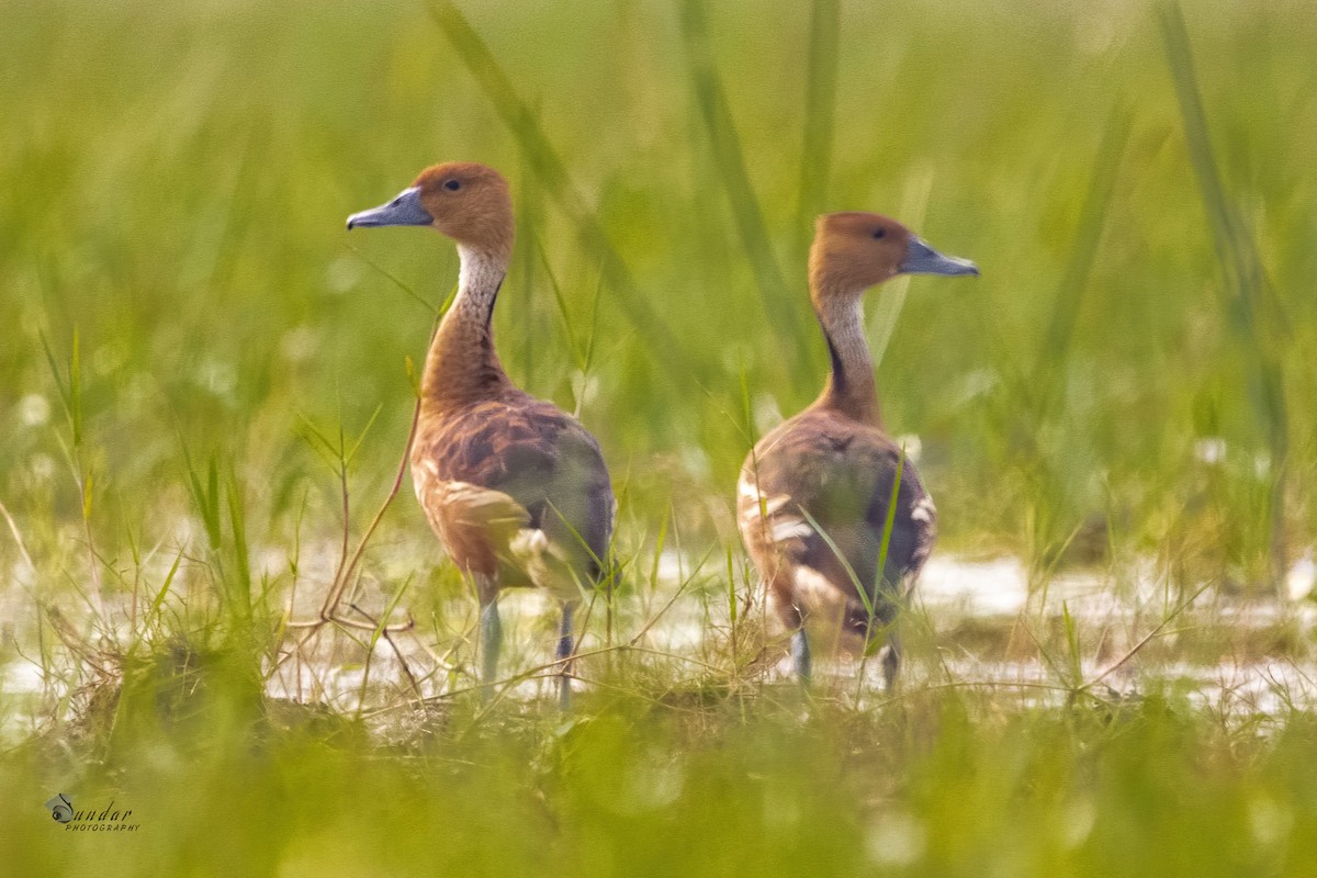 Fulvous Whistling-Duck - ML386347681