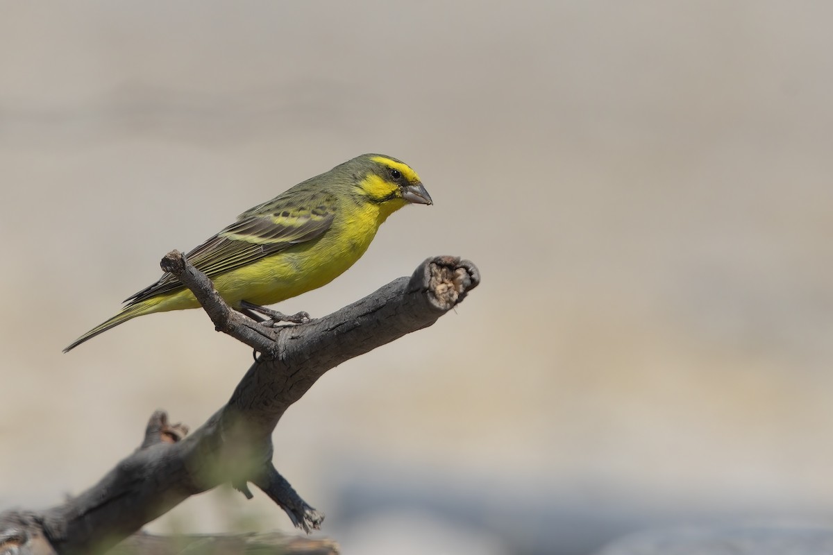 Yellow-fronted Canary - ML386348151