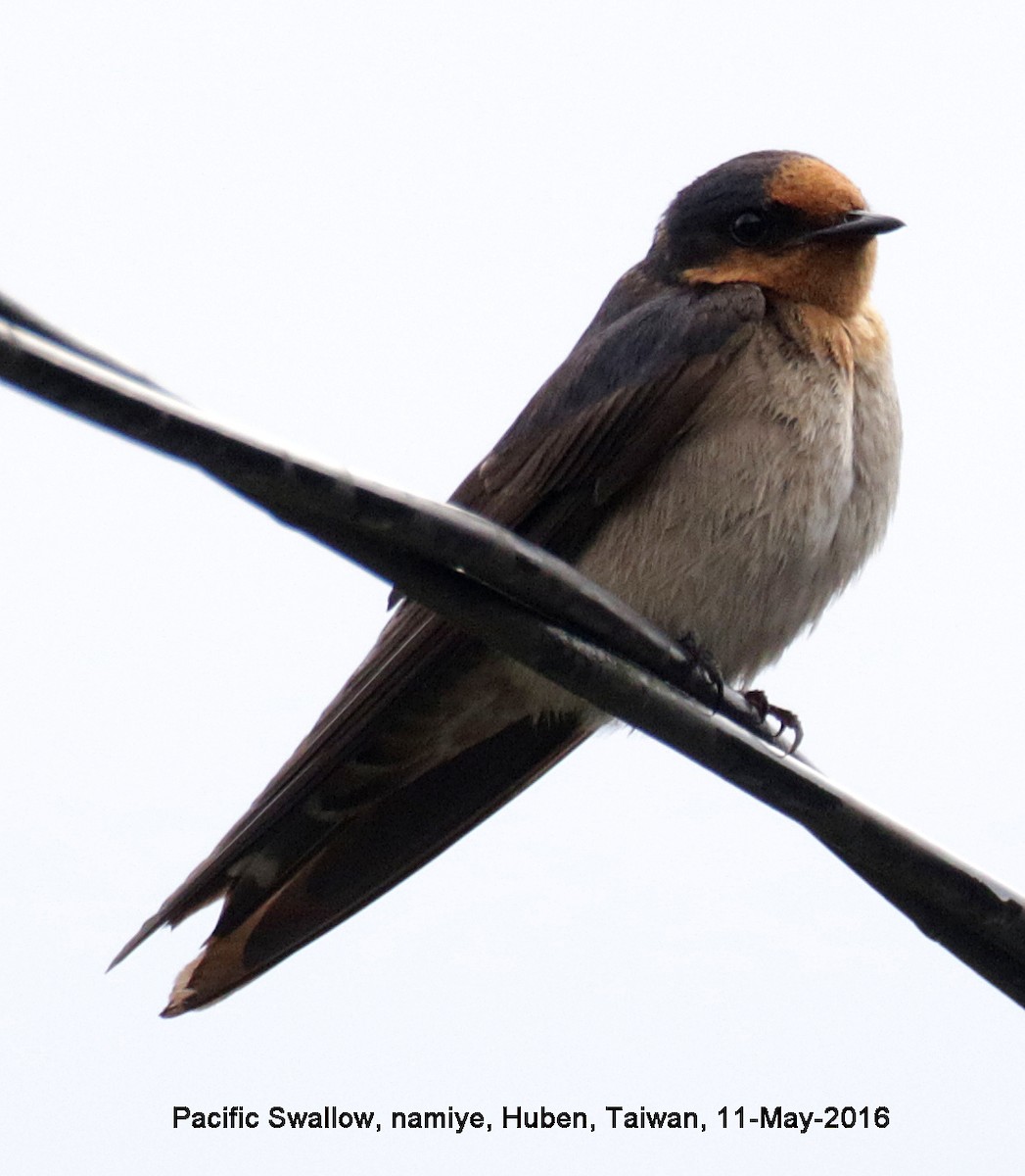 Pacific Swallow - ML38634821