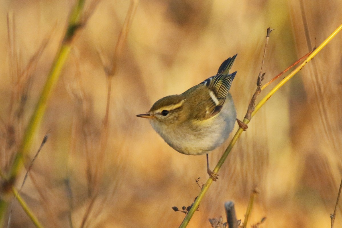 Yellow-browed Warbler - ML386350151