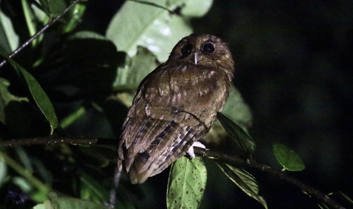 Rufescent Screech-Owl (Colombian) - John Bruin