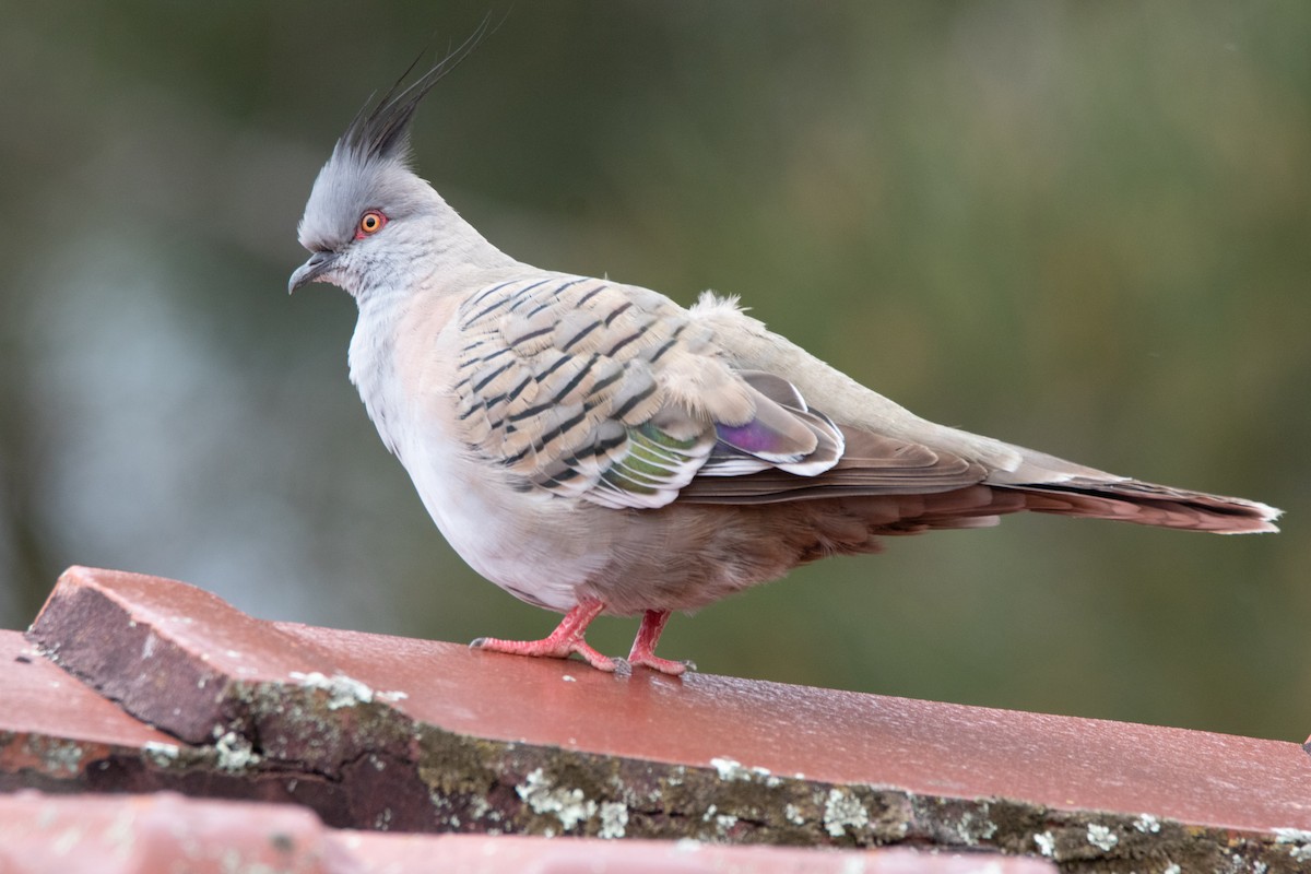 Crested Pigeon - Brian Rattenbury