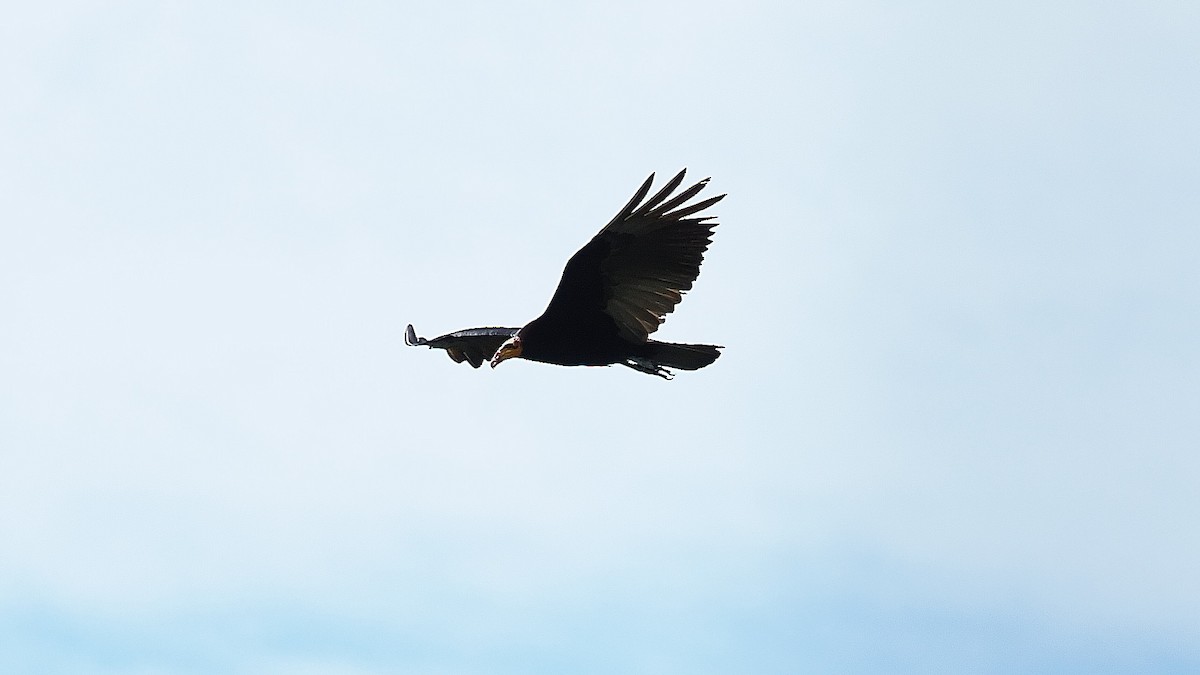 Greater Yellow-headed Vulture - ML386359381