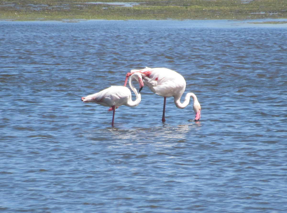 Greater Flamingo - ML386360381