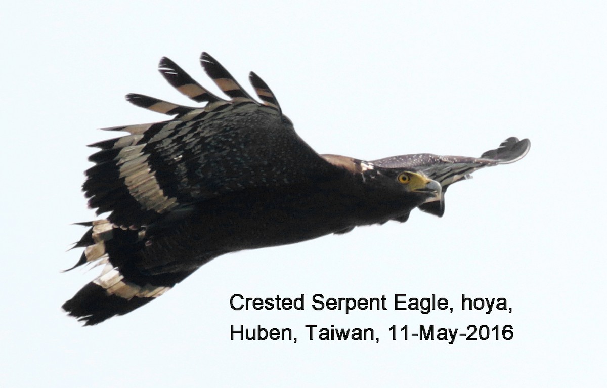 Crested Serpent-Eagle - ML38636481