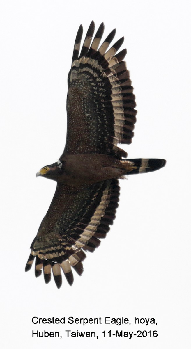Crested Serpent-Eagle - ML38636491